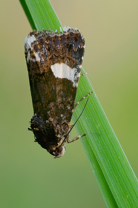 Da determinare - Tyta luctuosa